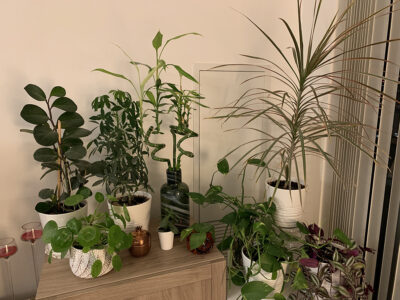 خرید گل‌های آپارتمانی و نحوه‌ی رسیدگی و مراقبت از آن‌ها در تورنتو کانادا