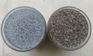 تخم شربتی چیا سید