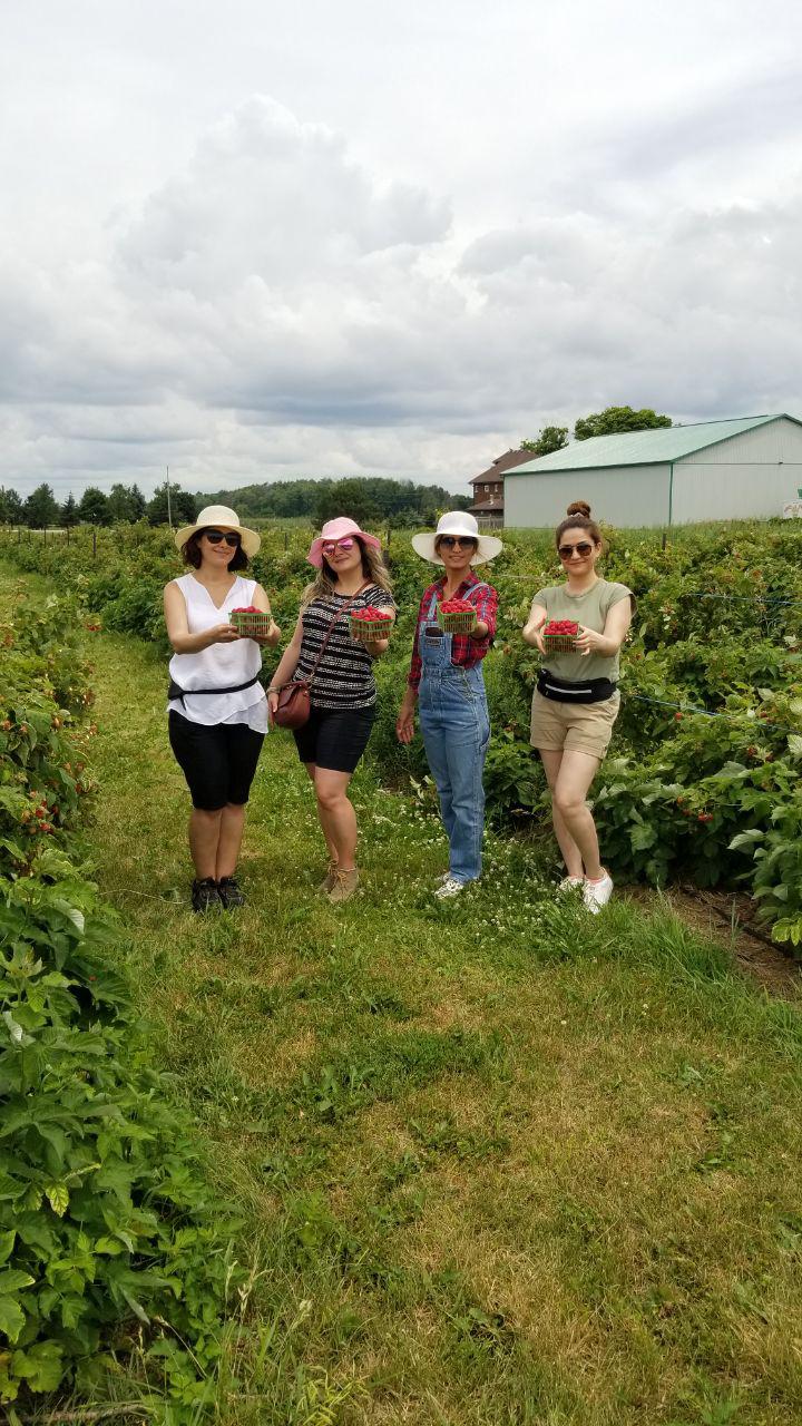 مزرعهی تمشک در تورنتو کانادا