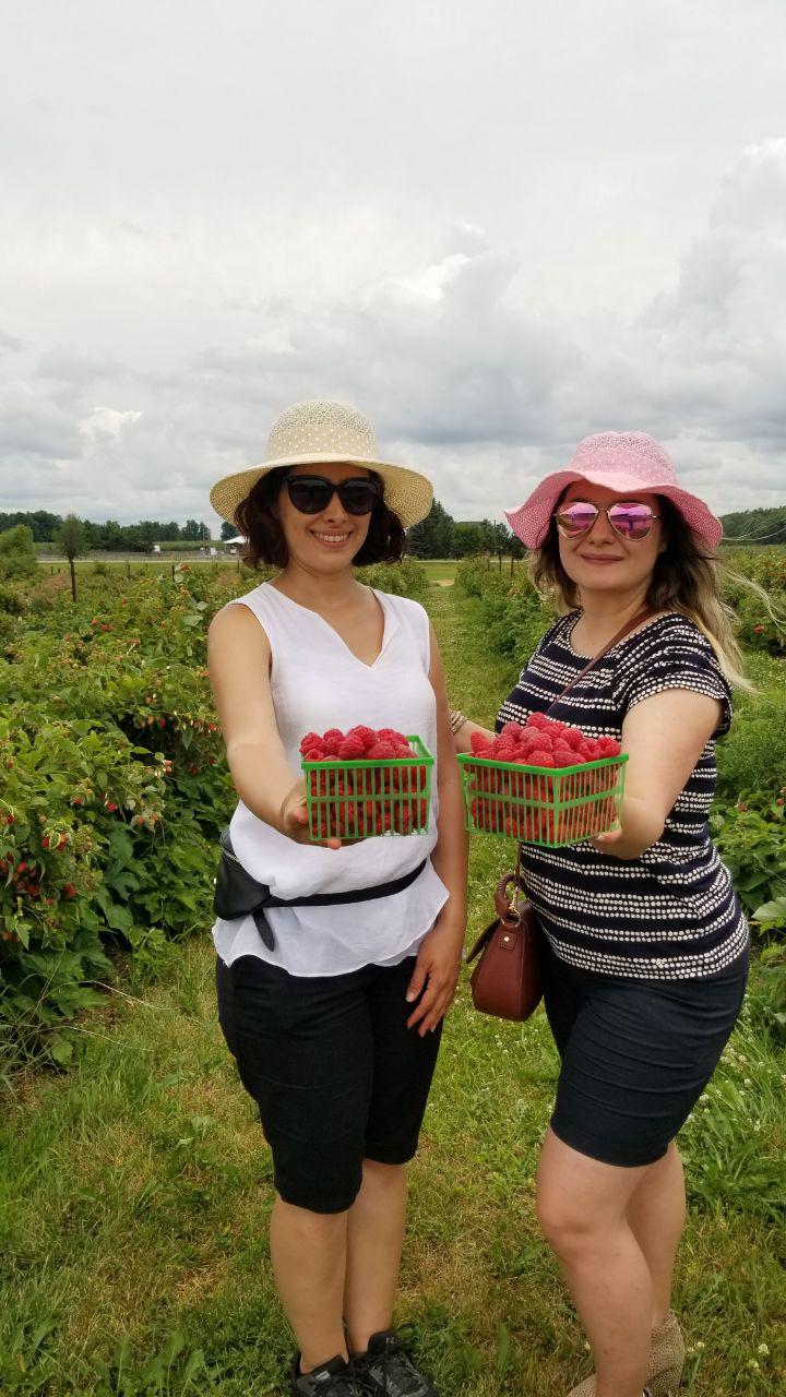 مزرعهی تمشک در تورنتو کانادا