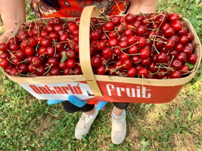 معرفی مزرعه‌ی آلبالو چینی در تورنتو کانادا