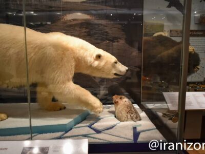 موزه سلطنتی آنتاریو