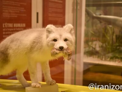 موزه سلطنتی آنتاریو