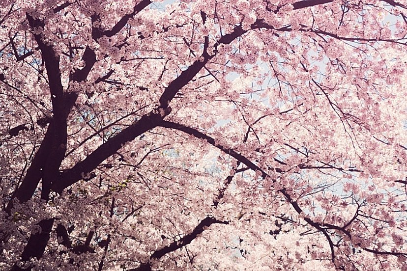 شکوفههای گیلاس در های پارک در تورنتو کانادا