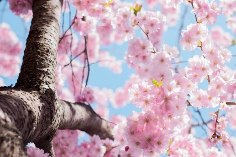 شکوفههای گیلاس در های پارک تورنتو کانادا