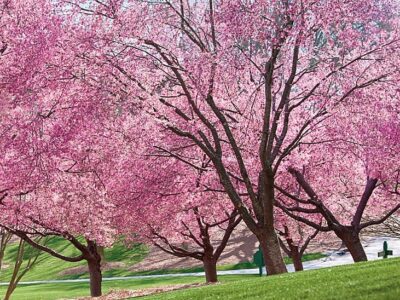 شکوفههای گیلاس در های پارک تورنتو کانادا