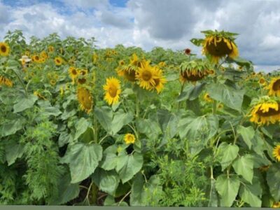 گلهای آفتابگردان در مزرعه تورنتو