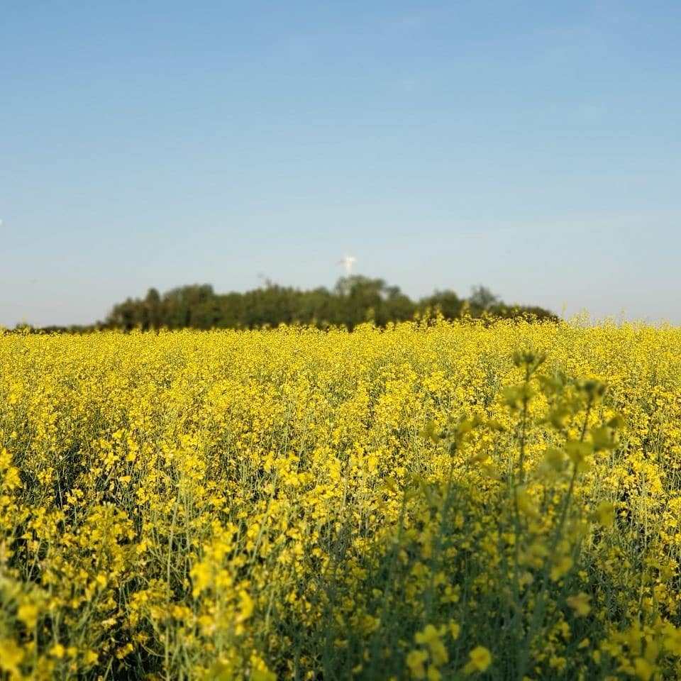مزرعهی گیاه کُلزا در تورنتو کانادا