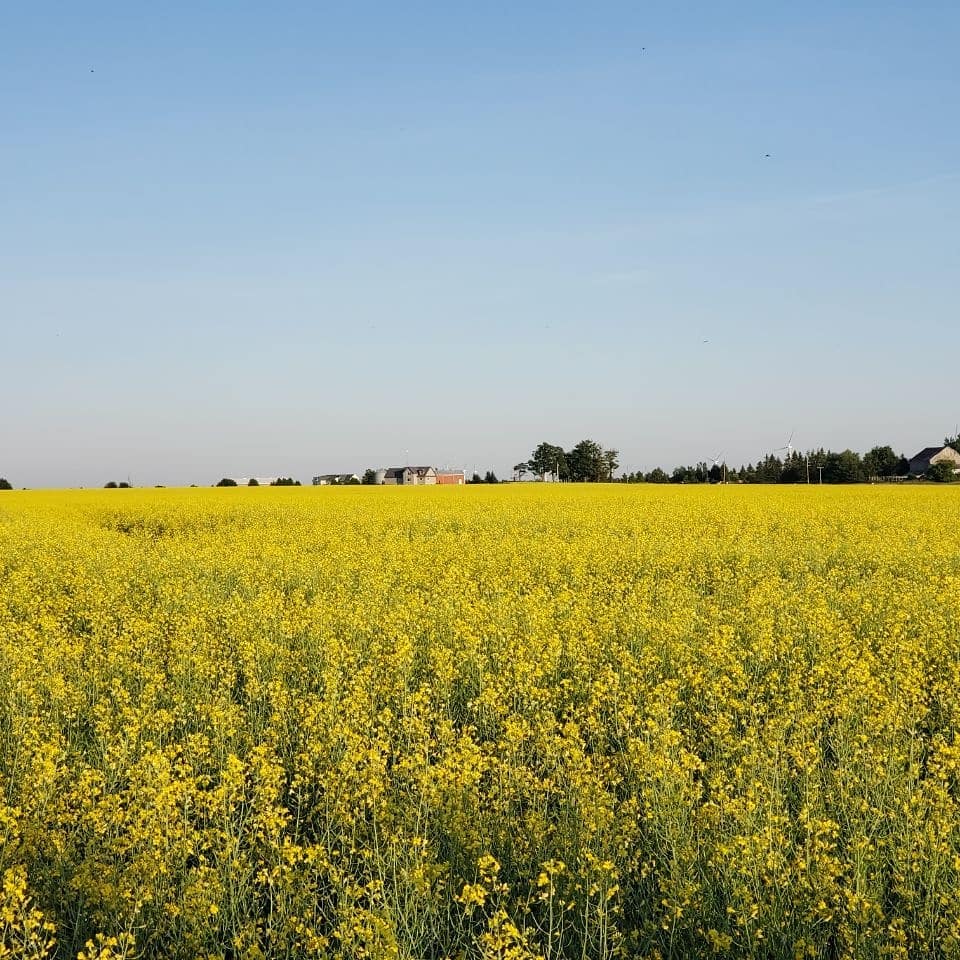 مزرعهی گیاه کُلزا در تورنتو کانادا