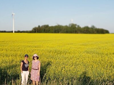 مزرعهی گیاه کُلزا در تورنتو کانادا